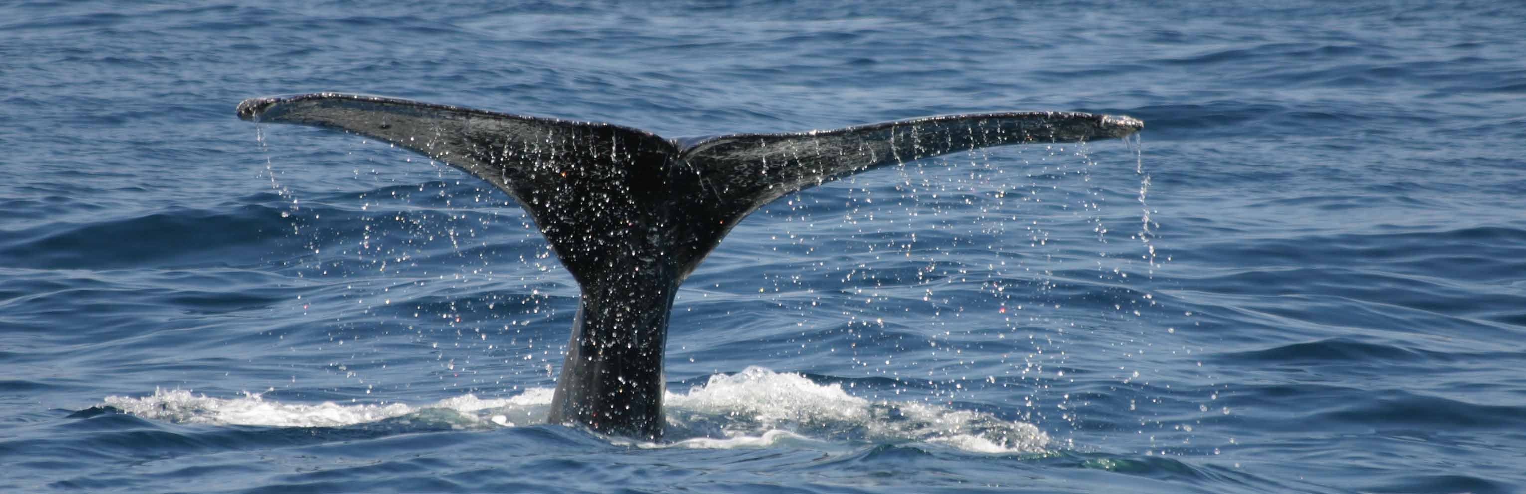 Humpback Whale tail fluke by Dylan Walker